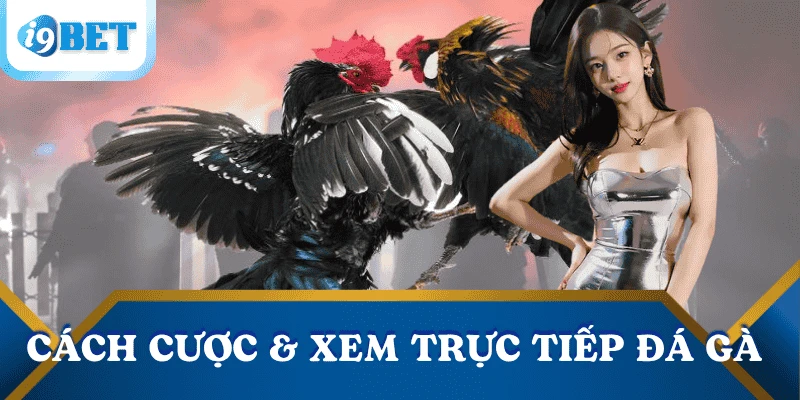 cach-cuoc-truc-tiep-da-ga-i9bet