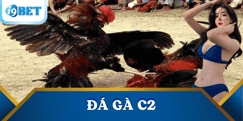 Đá gà C2: Luật chơi, mẹo cược và lý do nên chọn I9BET 2 da-ga-c2