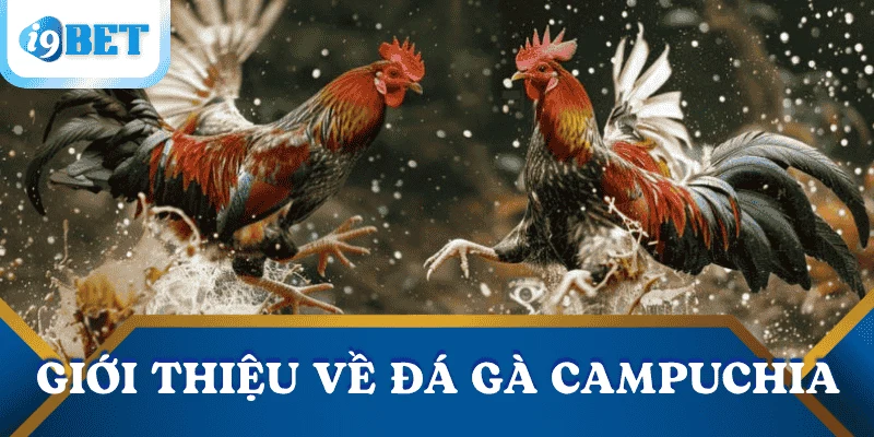 gioi-thieu-da-ga-Campuchia