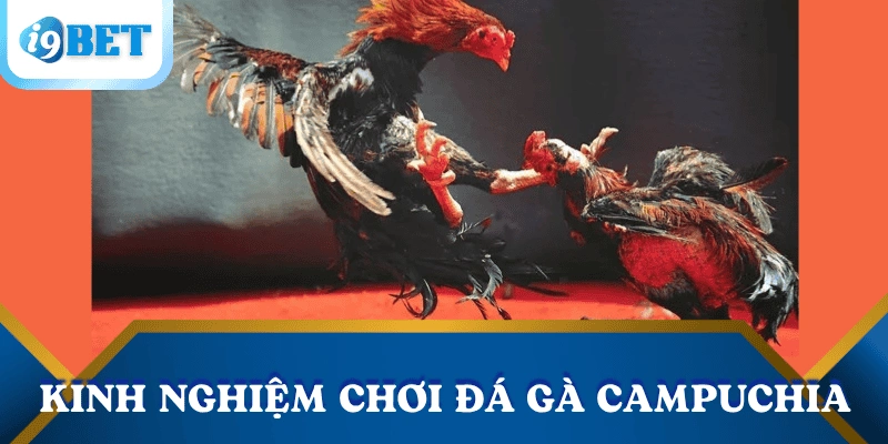 kinh-nghiem-cuoc-da-ga-Campuchia